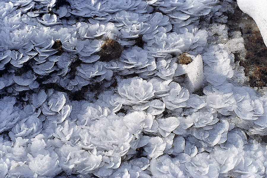 IceRoses-web.jpg