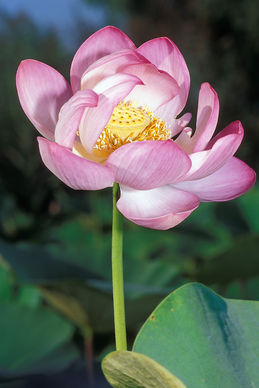 http://www.naturephoto.ru/Images/Lotus-03-web.jpg