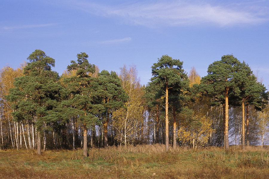 Перелески